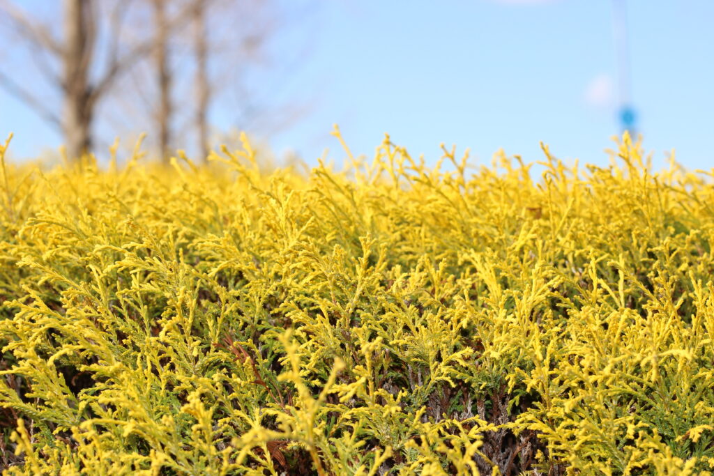 ヨーロッパゴールド