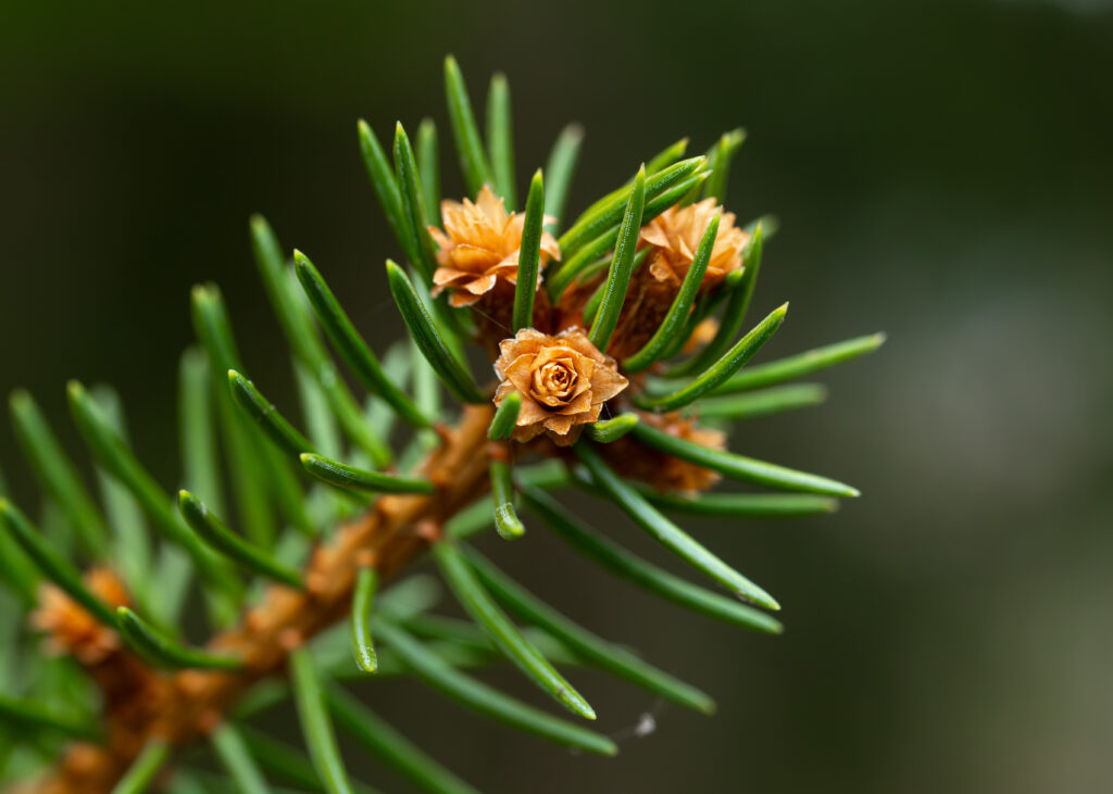 コニファーはどんな花が咲く？