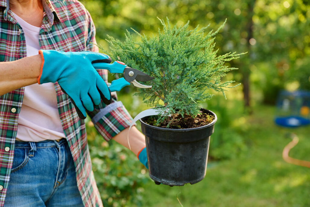 コニファーの育て方