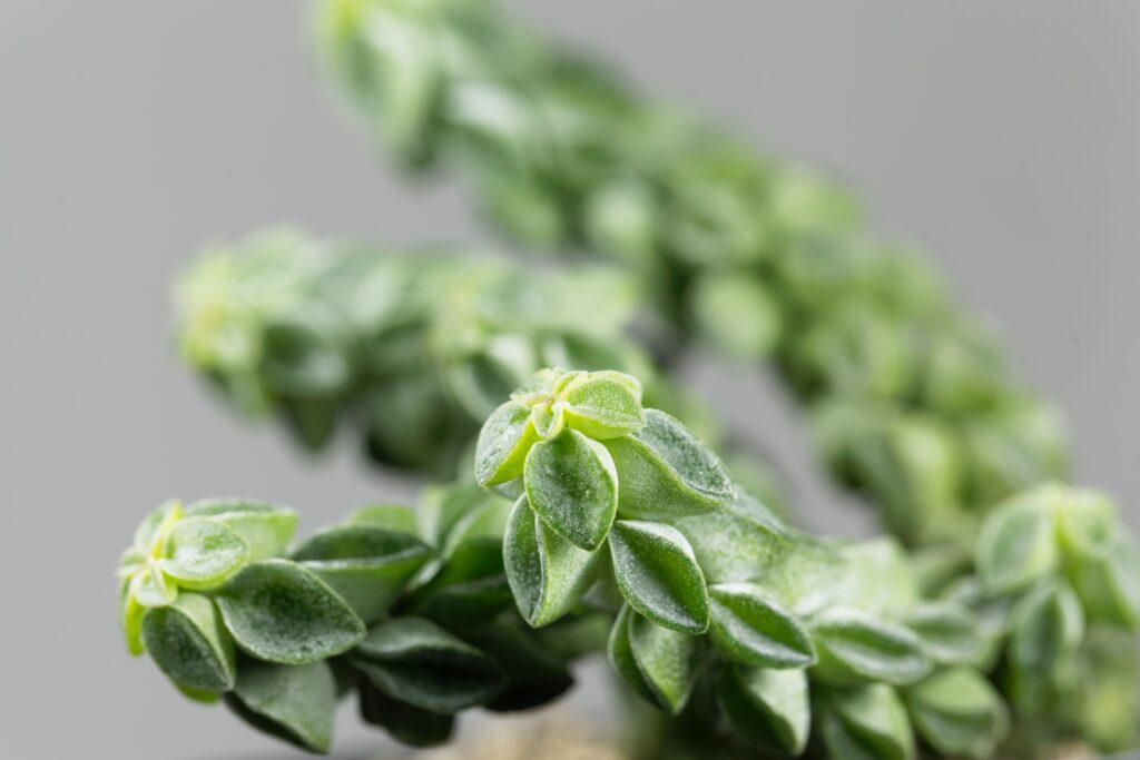 直立木立ちタイプ