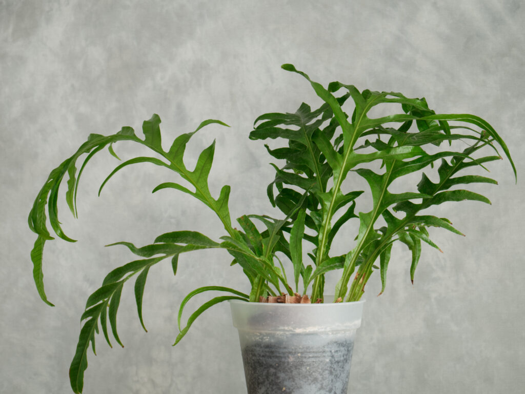 ドリナリア コロナンス