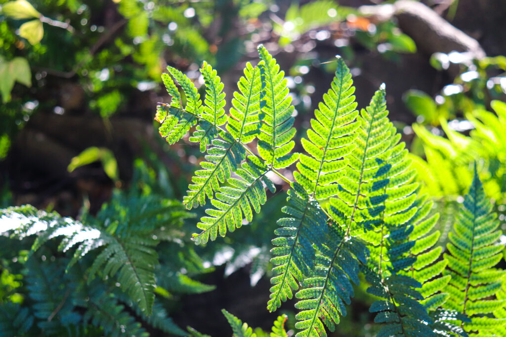 ドリナリア クエルシフォリアの葉っぱの特徴