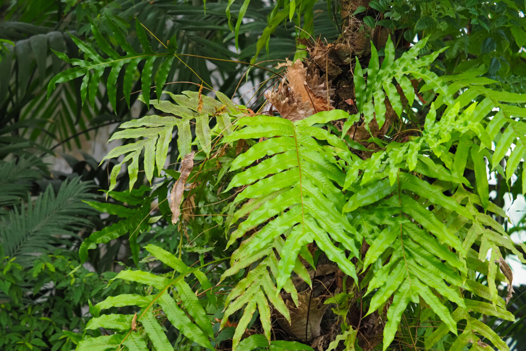 ドリナリア クエルシフォリア