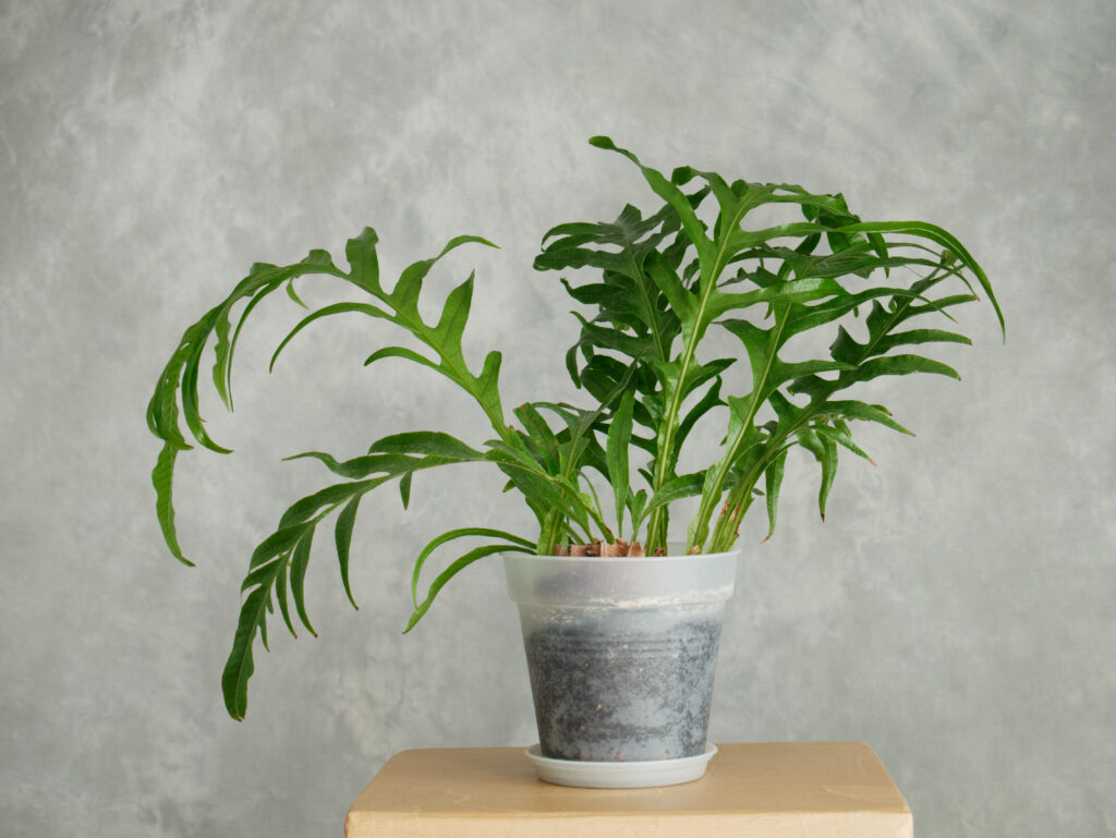 ドリナリア コロナンス