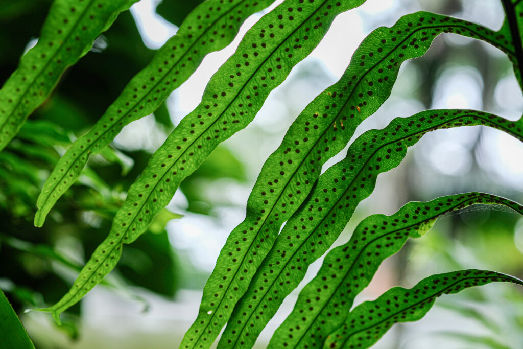 ドリナリアの葉っぱの特徴