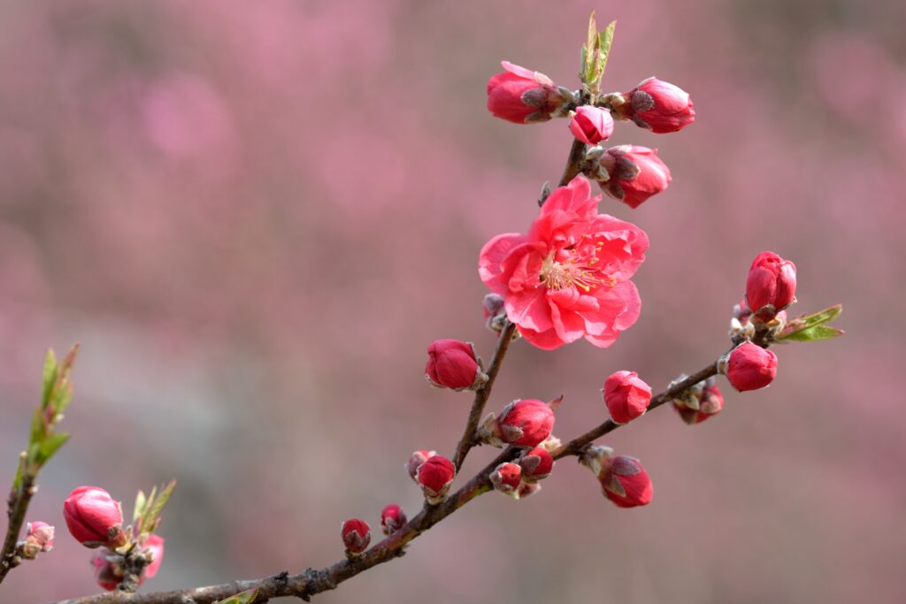 矢口（やぐち）