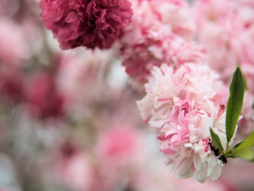 源平（げんぺい）