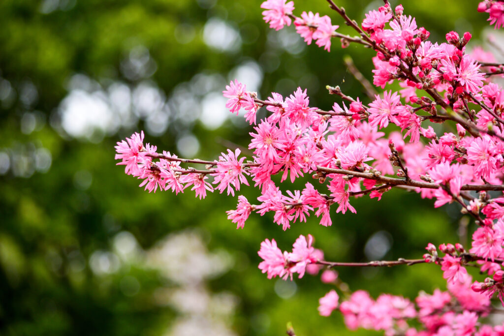 菊桃（きくもも）