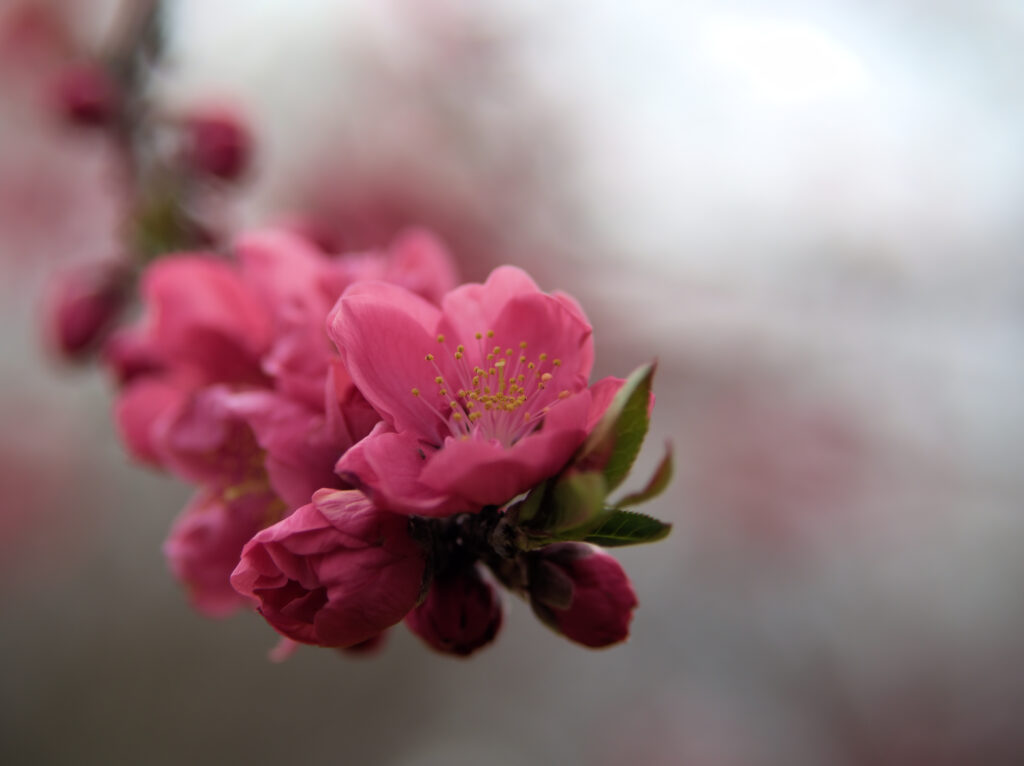 寒緋桃（かんひとう）