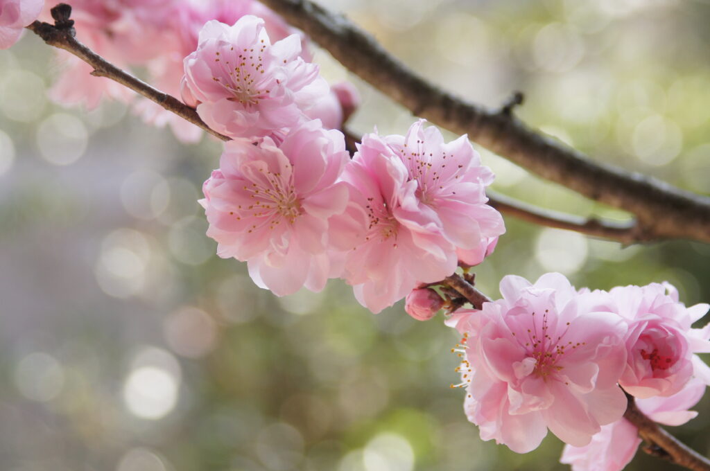 照手（てるて）