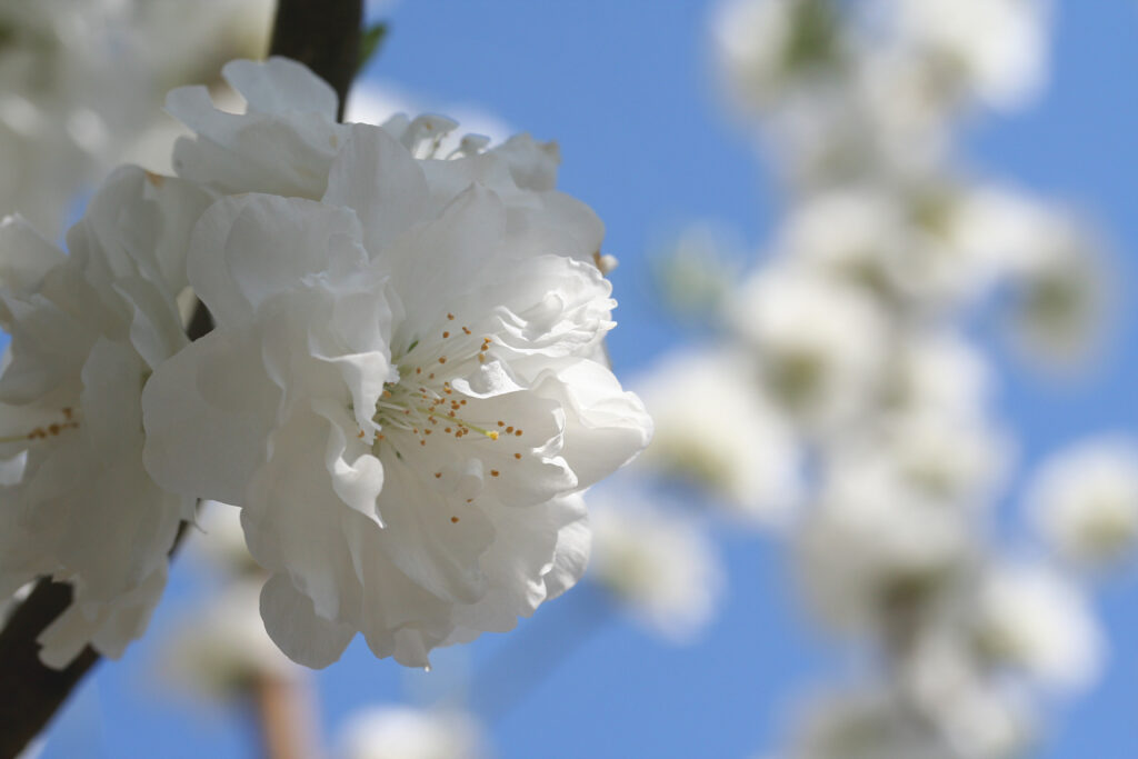 関白・寒白（かんぱく）
