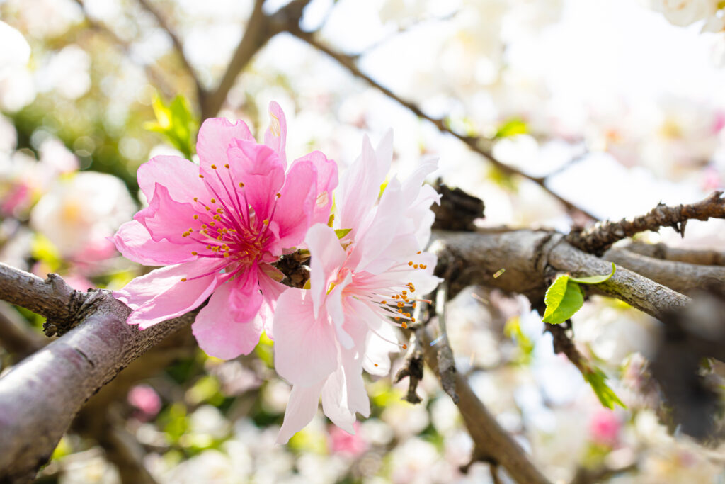 源平枝垂れ（げんぺいしだれ）