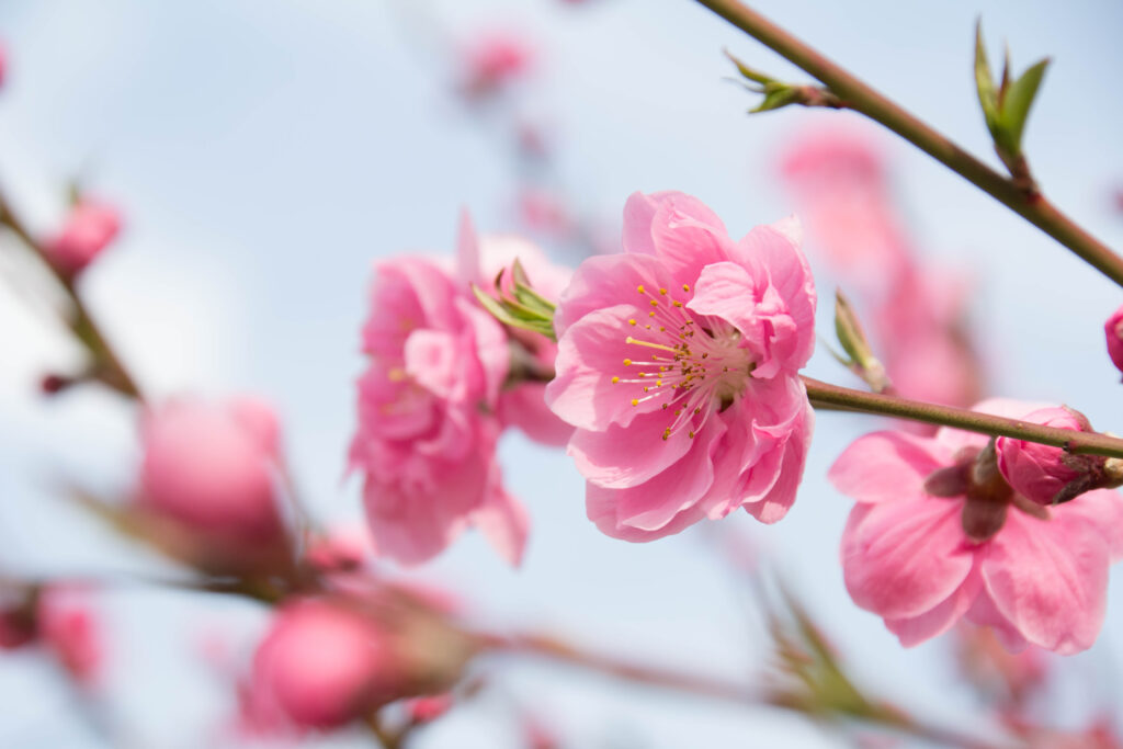 花桃（ハナモモ）はどんな花が咲く？
