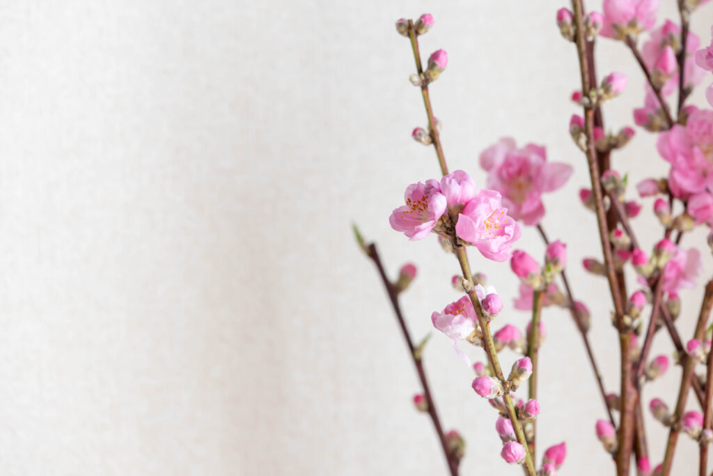 花桃の枝の特徴