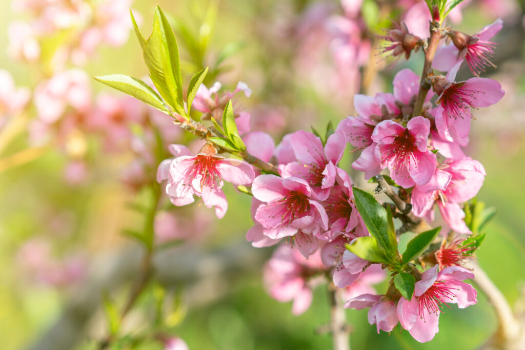 花桃（ハナモモ）の葉っぱの特徴