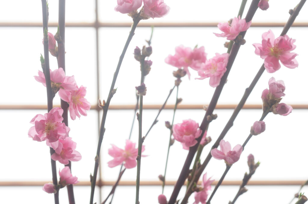 花桃（ハナモモ）の育て方