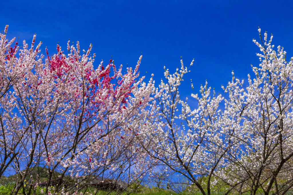 花桃（ハナモモ）の栽培環境