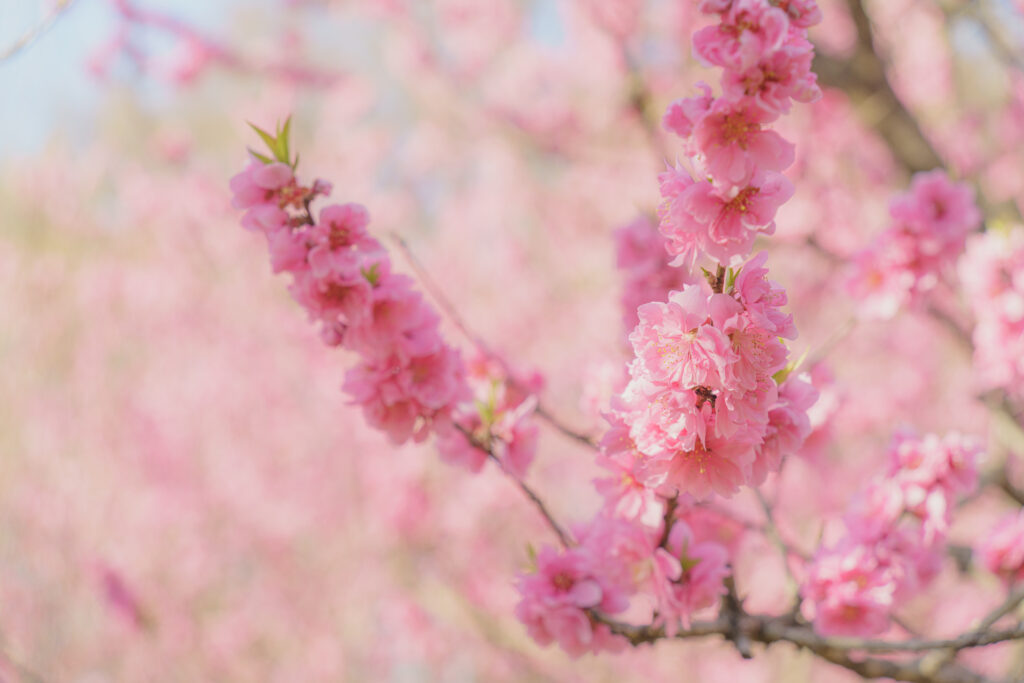 花桃（ハナモモ）の開花時期
