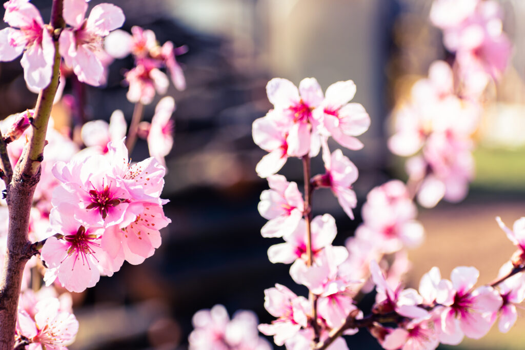 花桃（ハナモモ）の増やし方