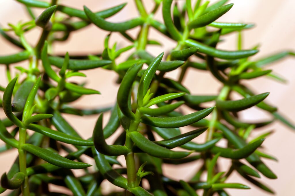 テトラゴナ(桃源郷)