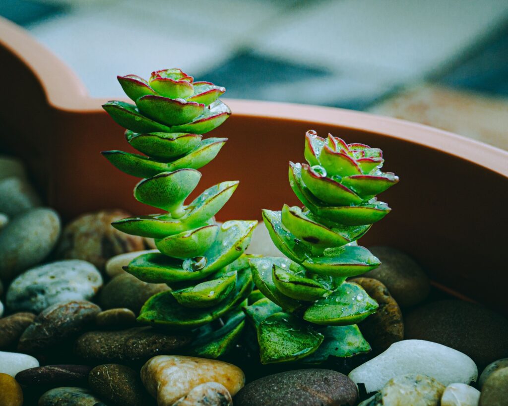 ペルフォラータ(成金草)