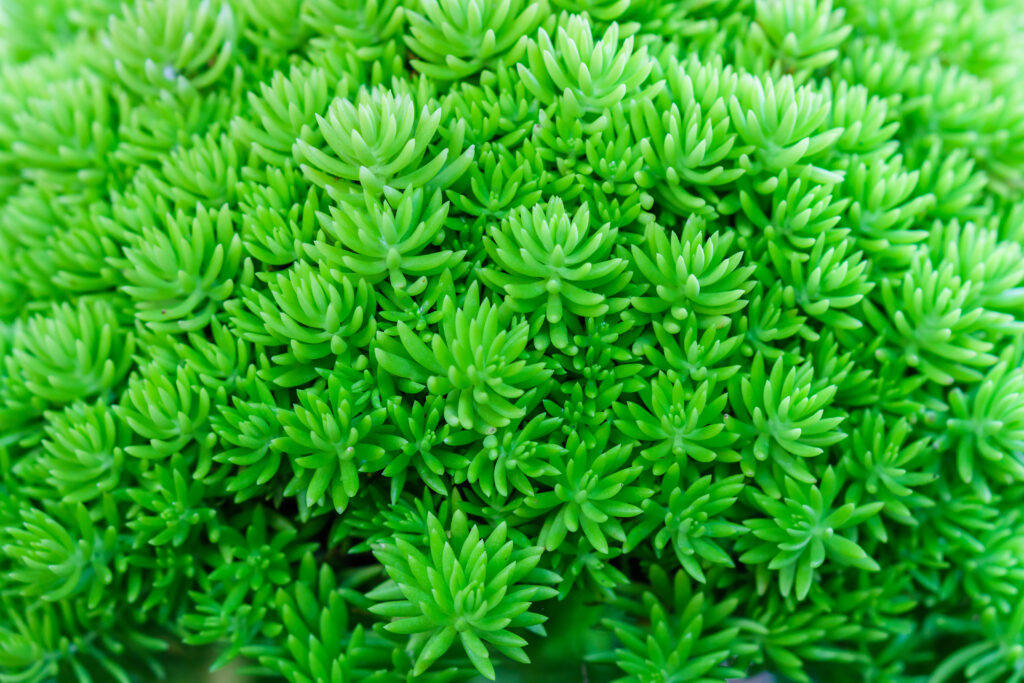 テトラゴナ(桃源郷)の葉っぱの特徴