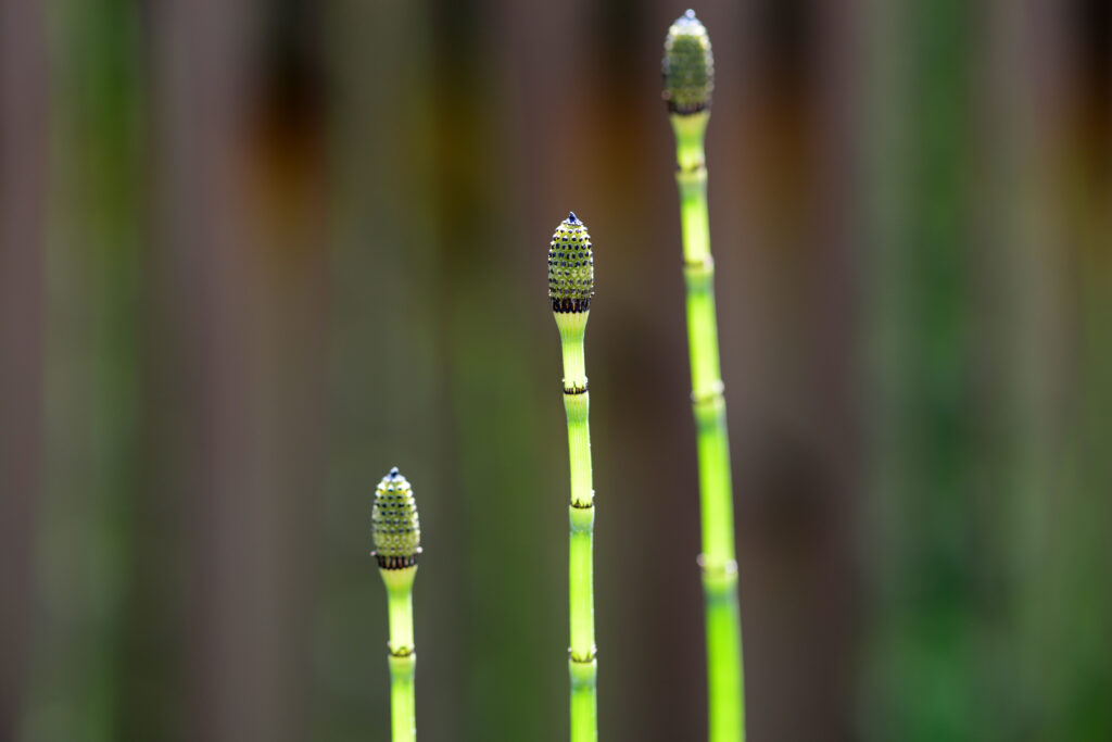 トクサの葉っぱの特徴