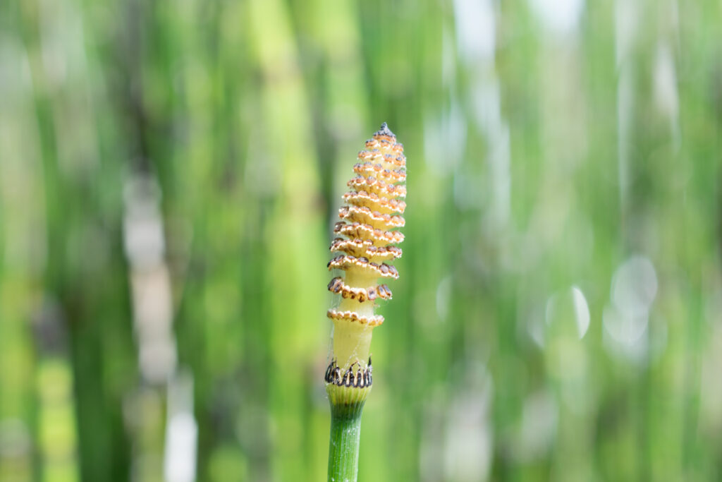 トクサはどんな花が咲く？