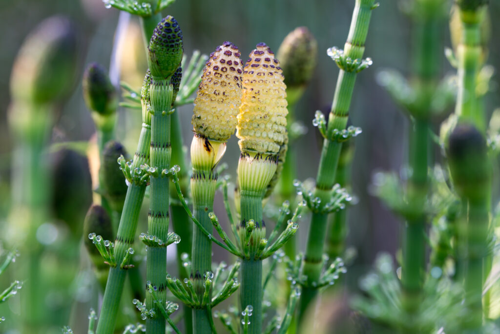 トクサの開花時期