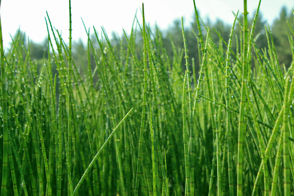 トクサの増やし方