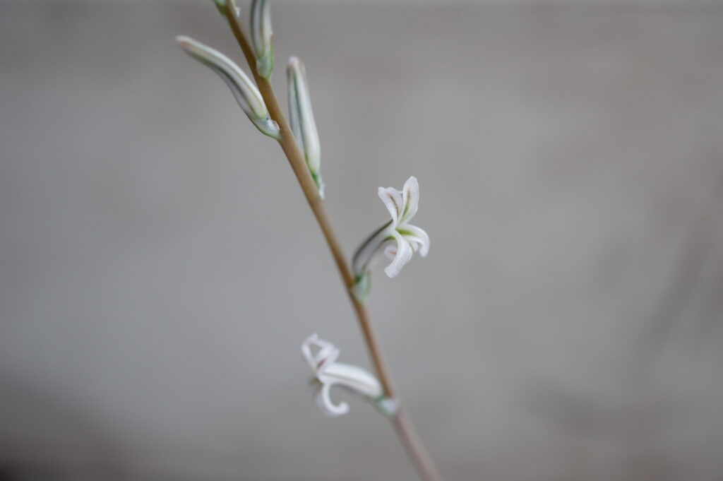 ハオルチア オブツーサはどんな花が咲く?