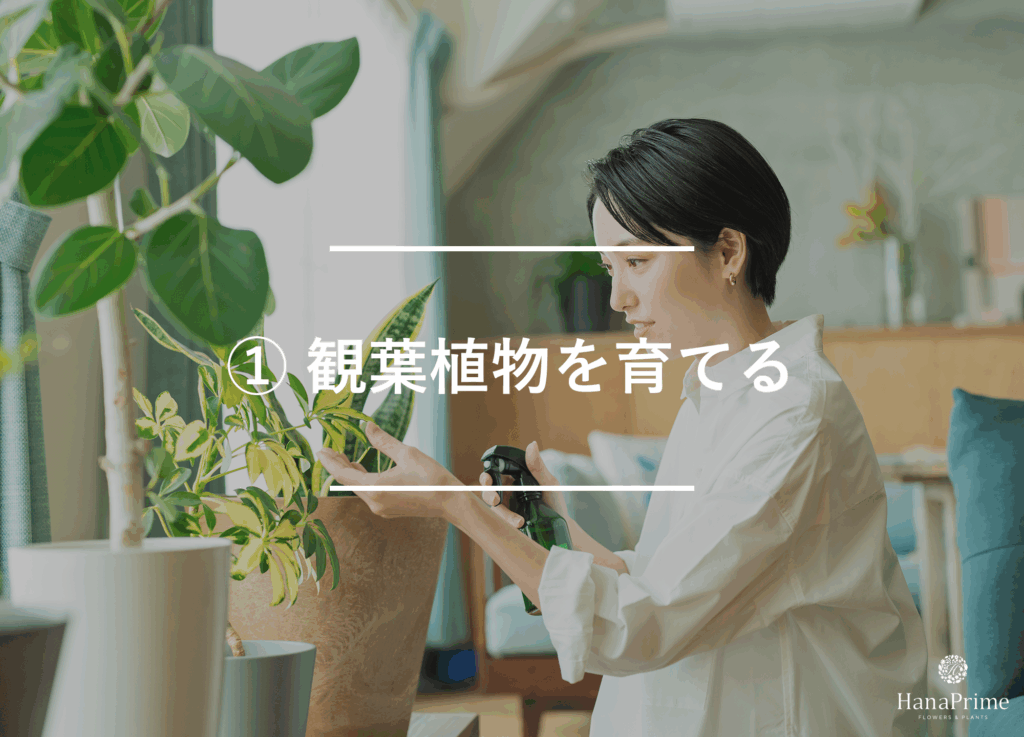 ① 観葉植物を育てる