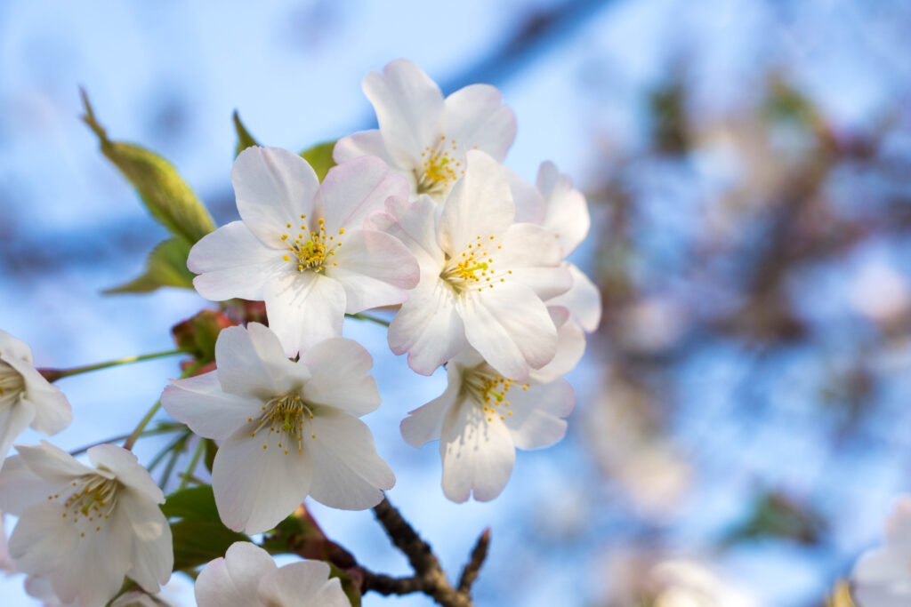 オオシマザクラ