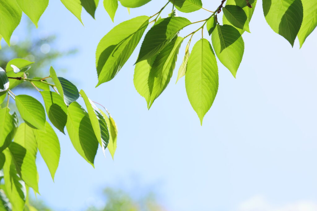 桜の葉っぱの特徴