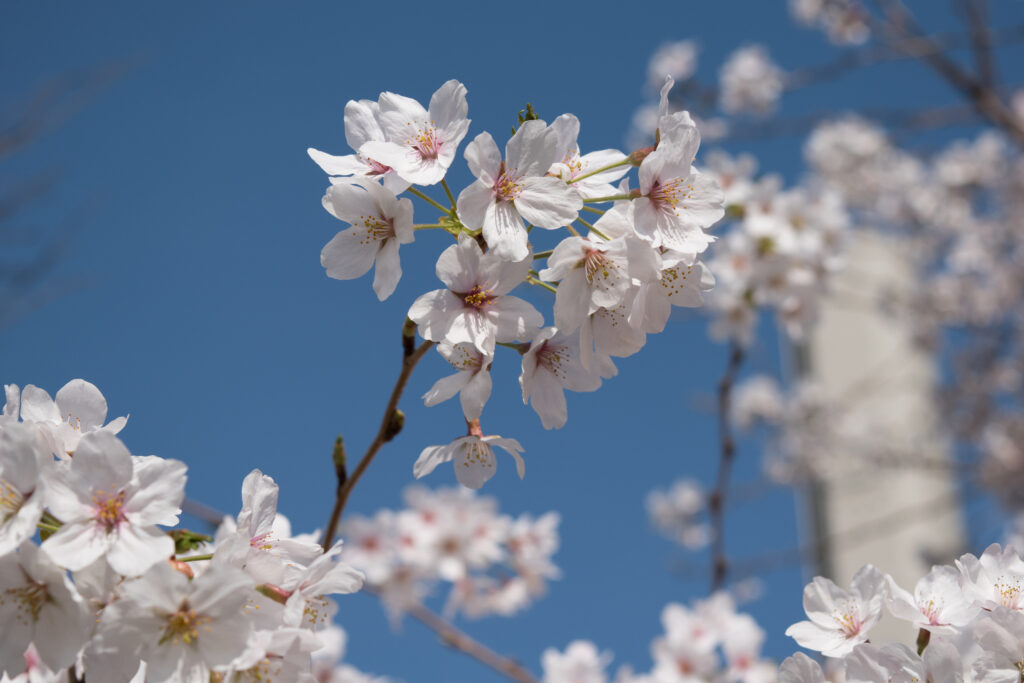 桜の育て方