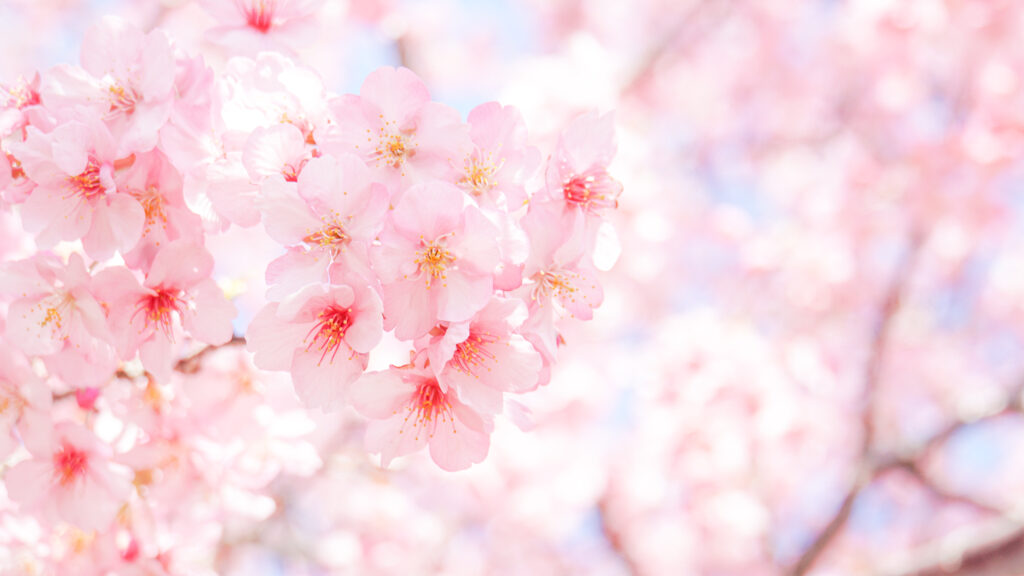桜の開花時期