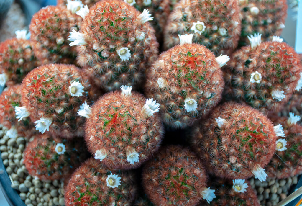 マミラリア カルメナエはどんな花が咲く?