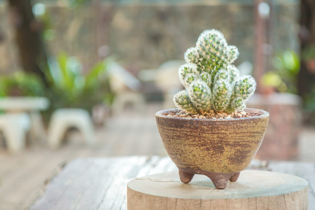 マミラリア カルメナエの栽培環境