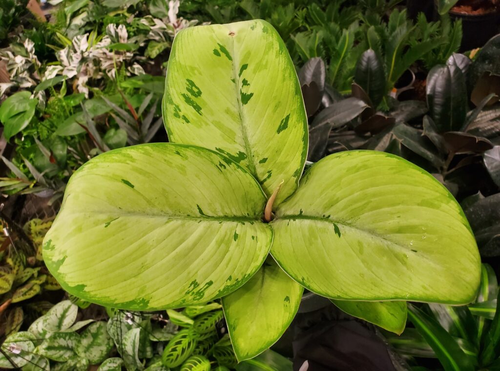 ホマロメナ セルビー