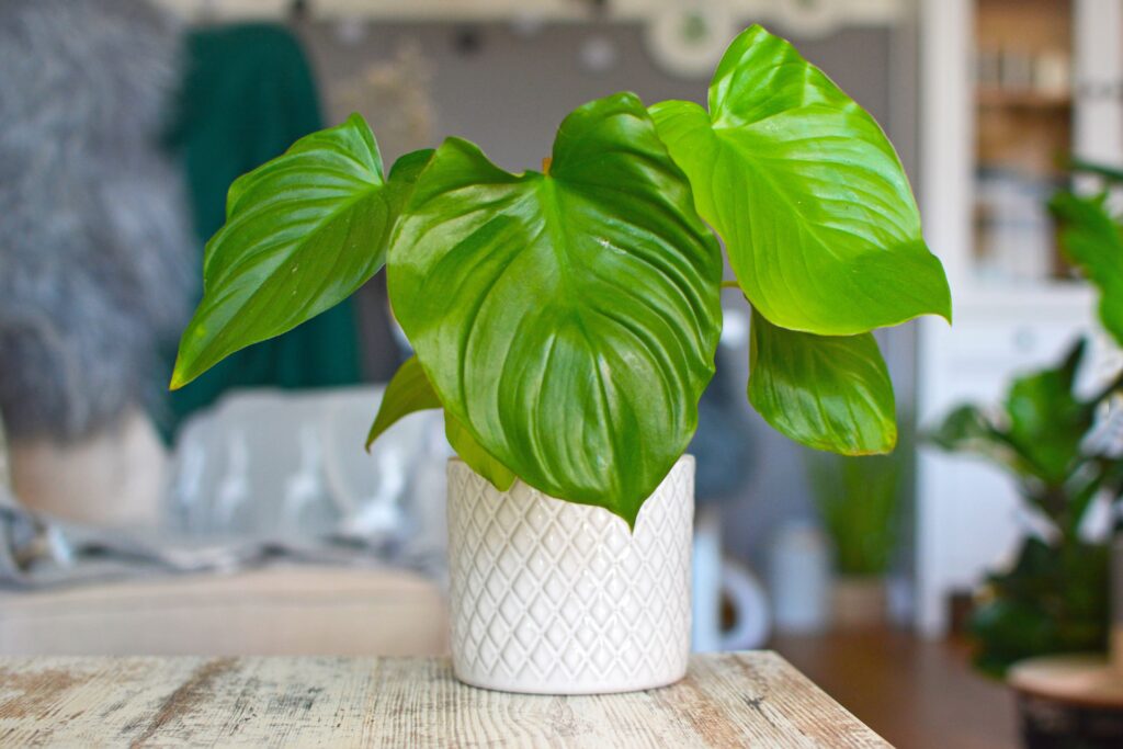 ホマロメナの栽培環境