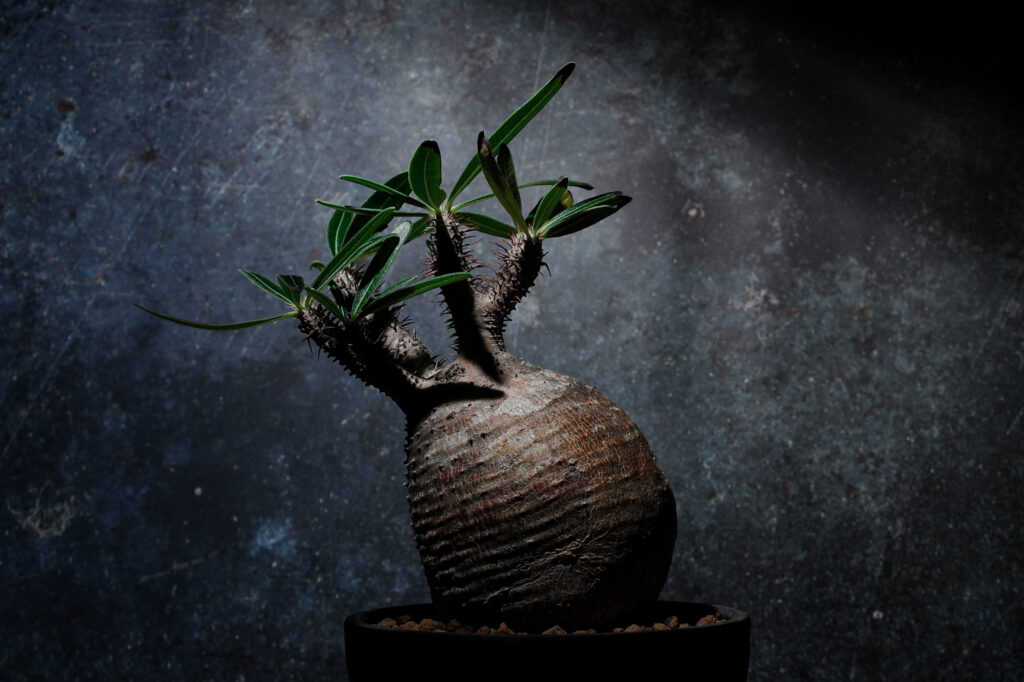 パキポディウム グラキリス