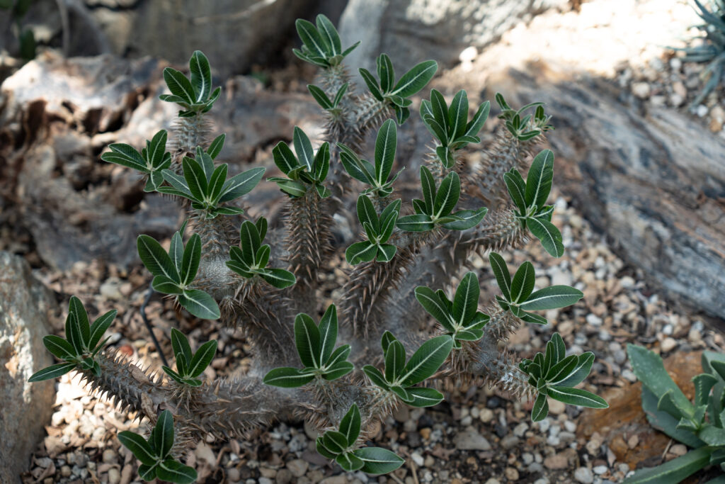 パキポディウム デンシフローラム