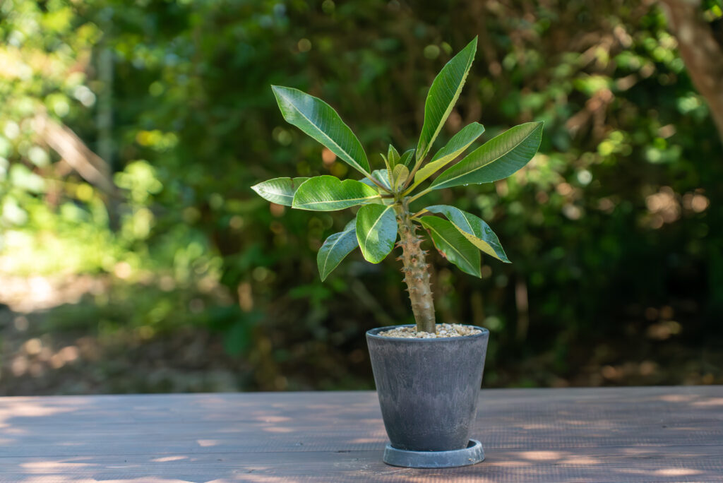 パキポディウムの葉っぱの特徴