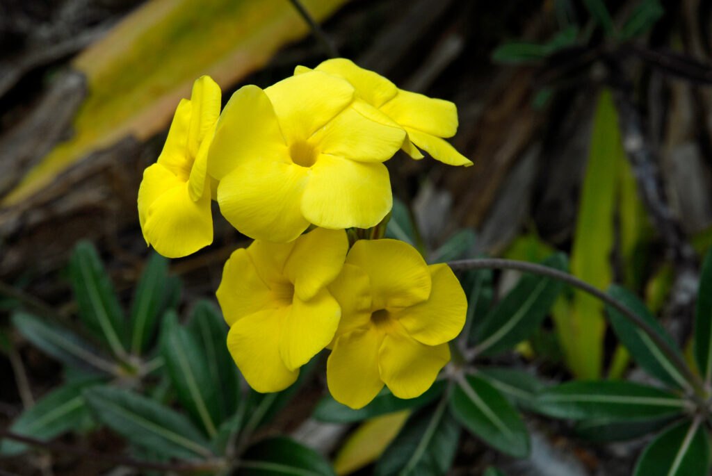 パキポディウムはどんな花が咲く?