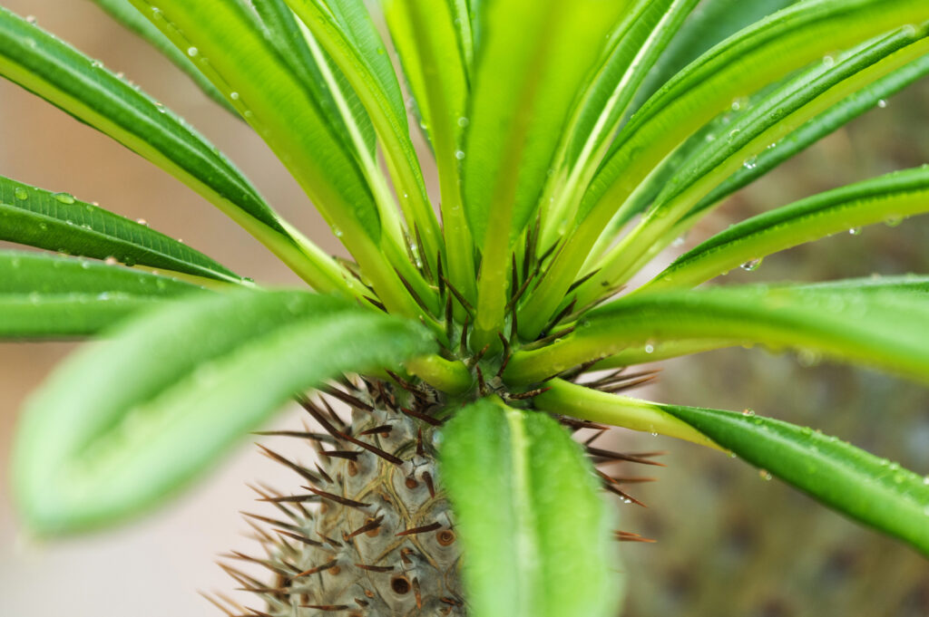 パキポディウムの育て方