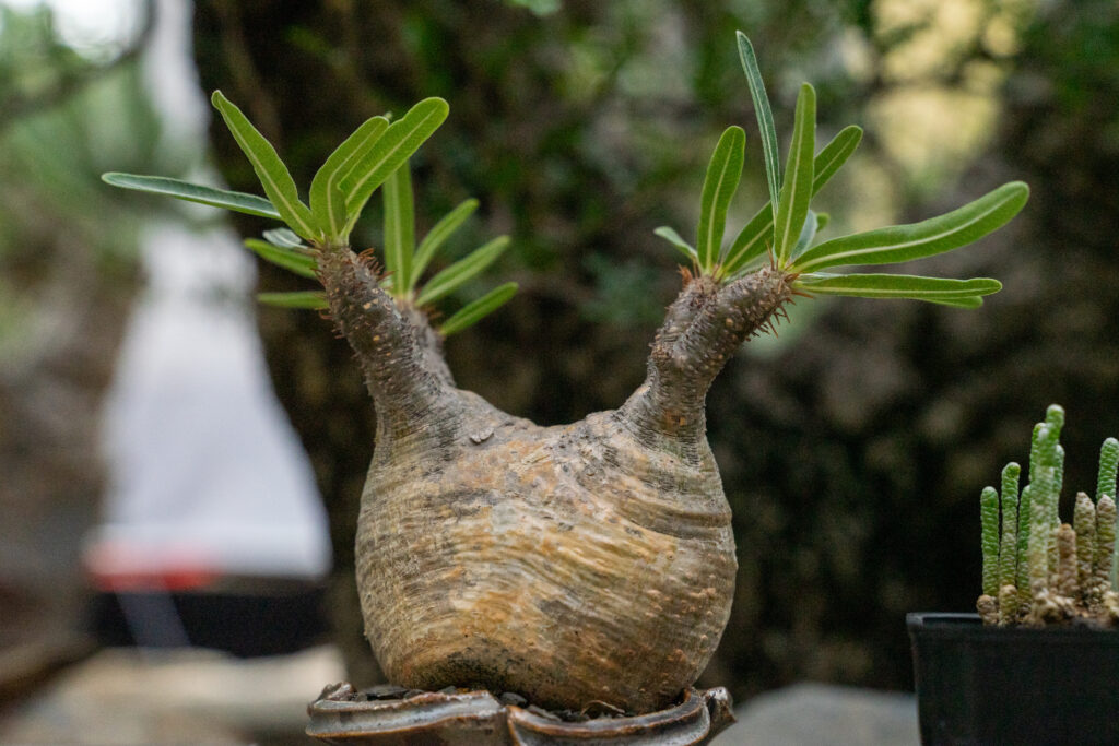 パキポディウムの太らせ方