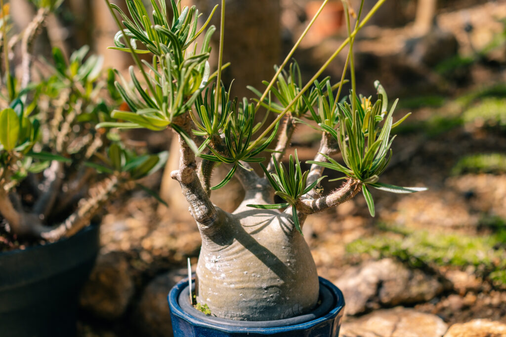 パキポディウムの栽培環境