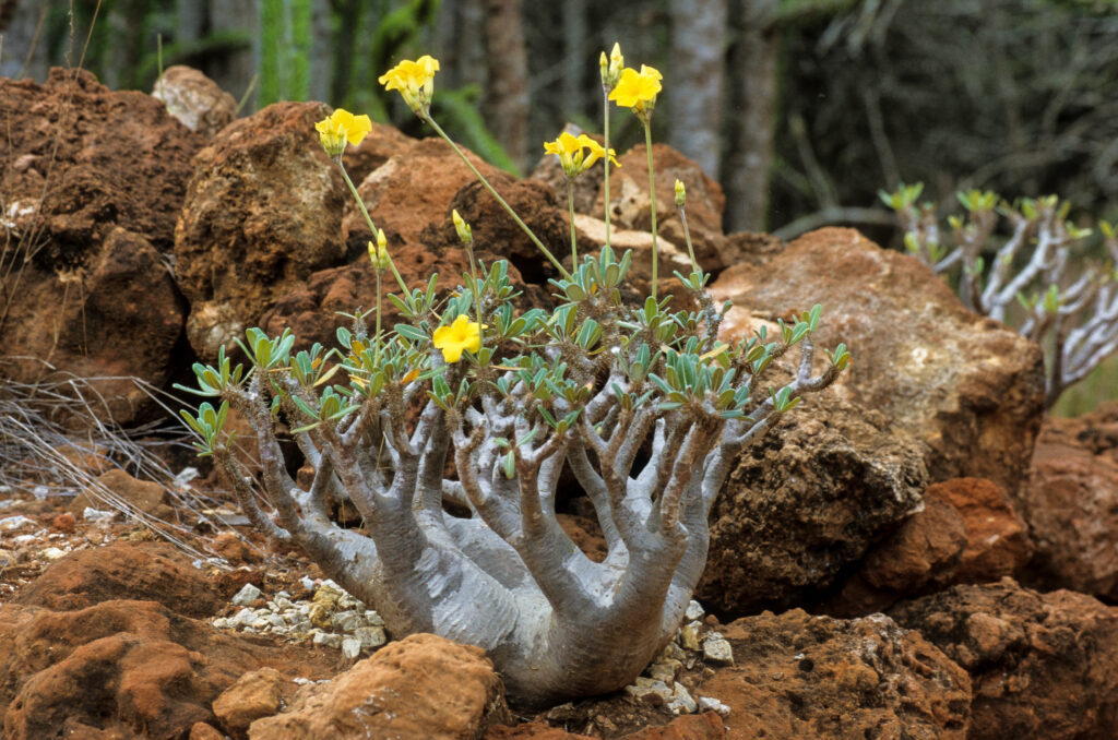 パキポディウムの開花時期