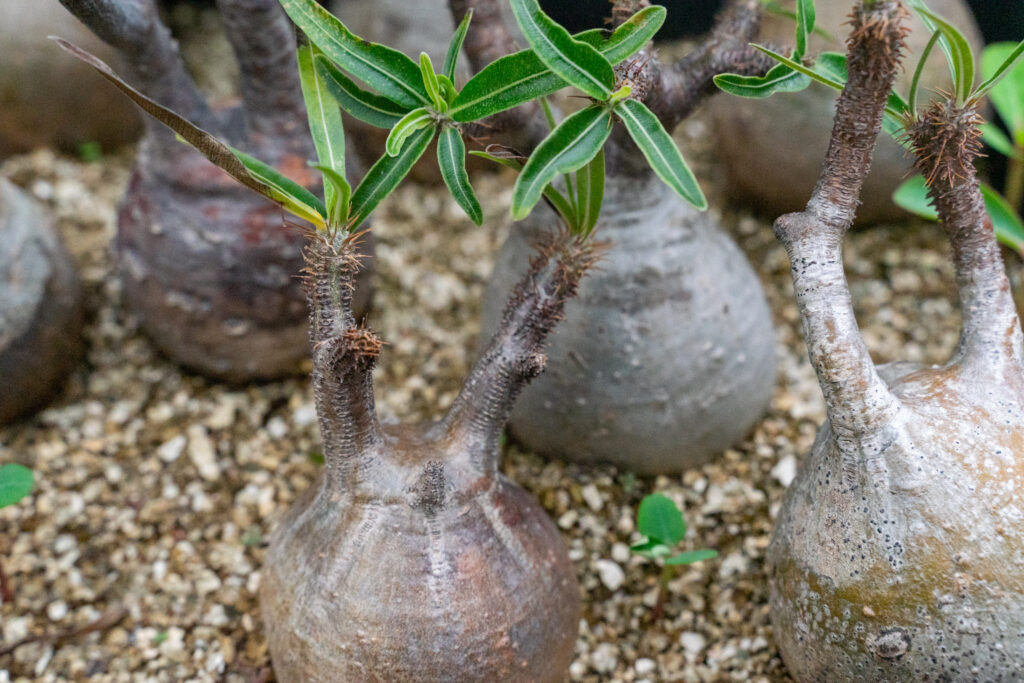 パキポディウムの増やし方
