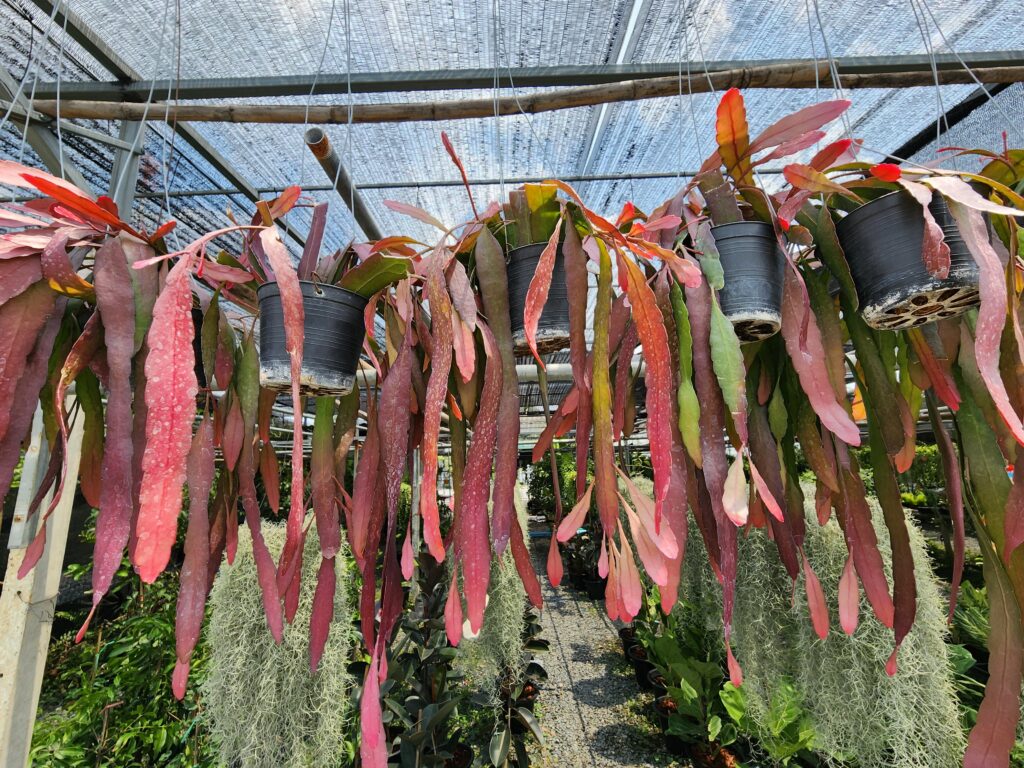 リプサリス ラムローサ